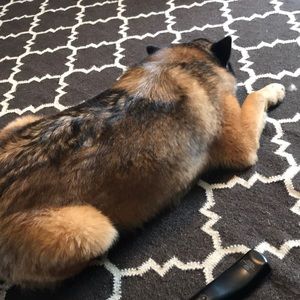 Meet your Posher, Taylor